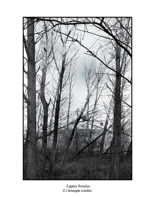 Photo noir et blanc de la galerie de paysages branch&eacute;s. Blessure de la for&ecirc;t apr&egrave;s la temp&egrave;te. &copy; Mai 2001 Christophe Letellier