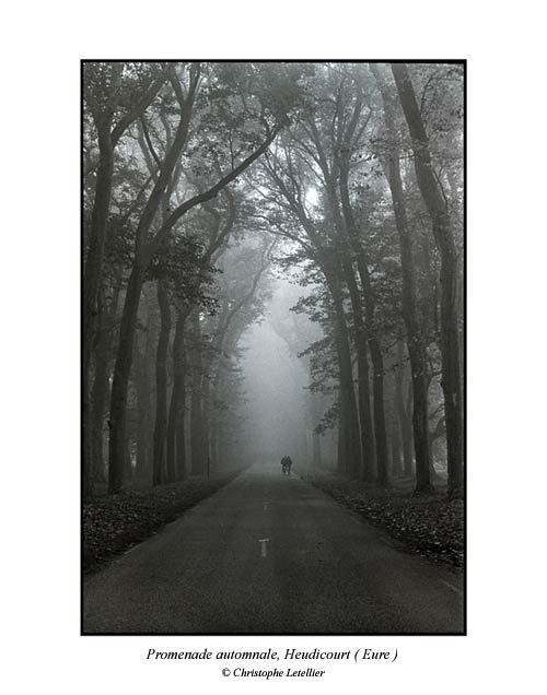 Photo noir et blanc de la galerie " Haute Normandie". Les forets myst&eacute;rieuses de Normandie. &copy; Octobre 2001 Christophe Letellier tous droits r&eacute;serv&eacute;s