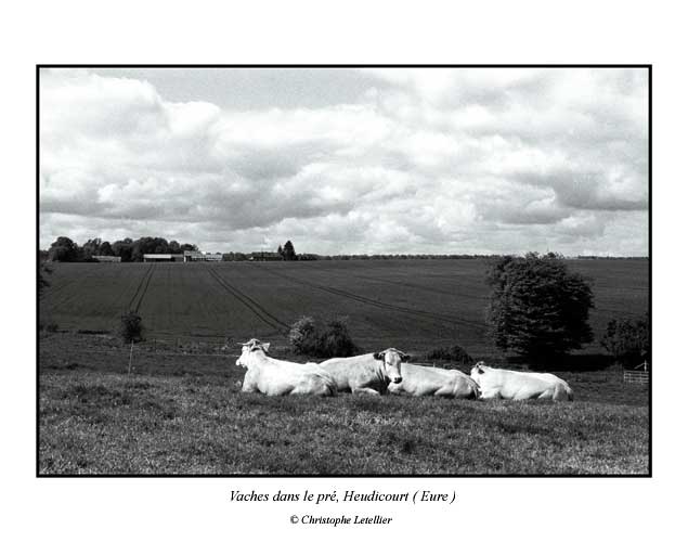 Photo noir et blanc de la galerie "Haute Normandie". Vaches normandes en repos dans le pr&eacute; avant la traite. &copy; Mai 2002, Christophe Letellier, tous droits r&eacute;serv&eacute;s.