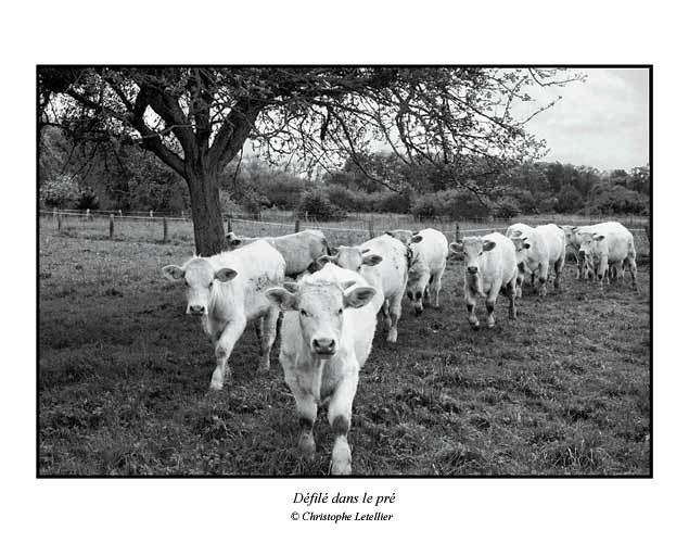 Photo noir et blanc de la galerie "Haute Normandie". Un d&eacute;fil&eacute; de vaches normandes attir&eacute;es par l'objectif du photographe. &copy; Mai 2002 Christophe Letellier, tous droits r&eacute;serv&eacute;s.