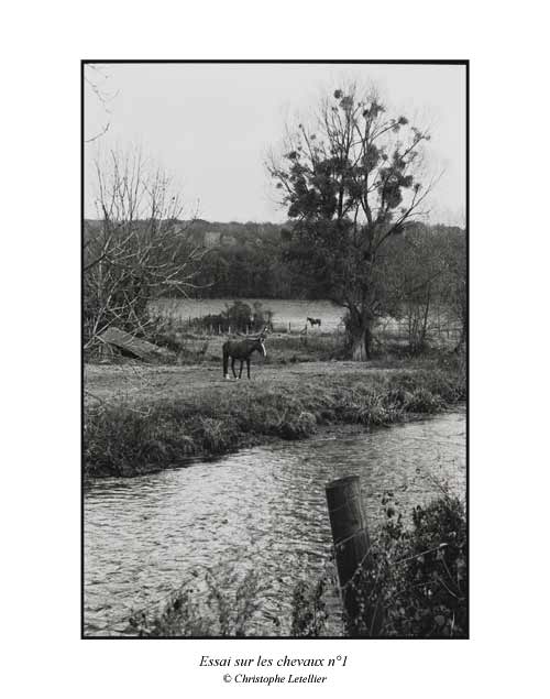 Photo noir et blanc de la galerie " Haute-Normandie". Chevaux dans le bocage normand. &copy; Janvier 2004 Christophe Letellier, tous droits r&eacute;serv&eacute;s.