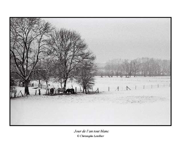 Photo noir et blanc de la galerie " Haute-Normandie". Paysage de la normandie  sous la neige et la vie des chevaux en hiver. &copy; Janvier 2004 Christophe Letellier, tous droits r&eacute;serv&eacute;s.