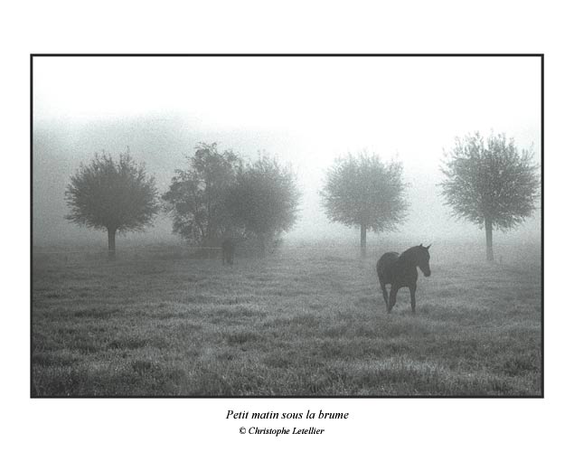 Photo noir et blanc de la galerie " Haute-Normandie ".  Photo de cheval dans la brume d'un petit matin de printemps. &copy; Juin 2004 Christophe Letellier, tous droits r&eacute;serv&eacute;s.