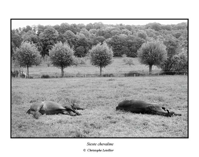 Photo noir et blanc de la galerie " Haute-Normandie ". Le comportement animal: le repos chez le cheval. &copy; Juin 2004 Christophe Letellier, tous droits r&eacute;serv&eacute;s.