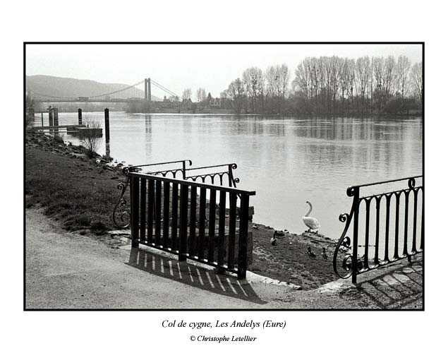 Photo noir et blanc de la galerie "Haute Normandie". Attitude majestueuse du grand cygne blanc; les bords de Seine aux Andelys ( Eure ). &copy; Mars 2005 Christophe Letellier, tous droits r&eacute;serv&eacute;s.