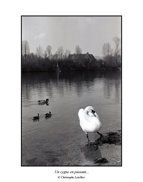 Photo noir et blanc de la galerie "Haute Normandie". Photo de la Seine, grand cygne blanc et canards en balade. &copy; Mars 2005 Christophe Letellier, tous droits r&eacute;serv&eacute;s