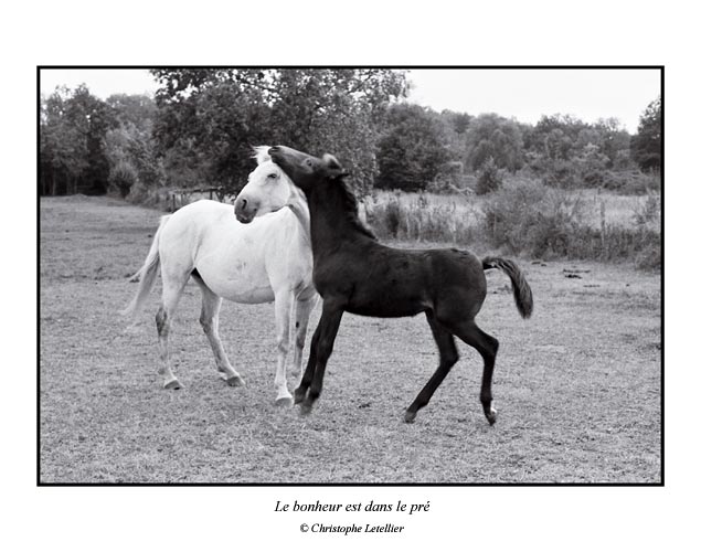 Photo noir et blanc de la galerie " Haute Normandie".Jeux de tendresse entre un jeune poulain et sa m&egrave;re. &copy; Mai 2005 Christophe Letellier, tous droits r&eacute;serv&eacute;s.