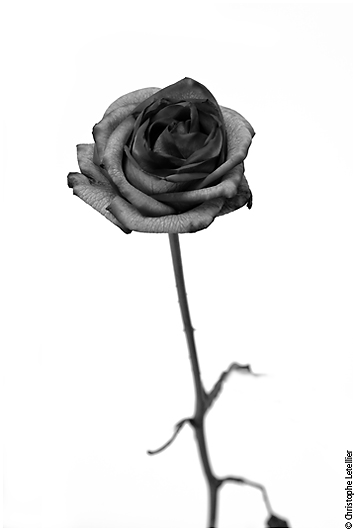 photo monochrome d'une rose bleue  forme humaine