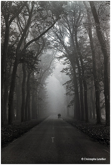Photo noir et blanc de la galerie " Haute Normandie". Les forets myst&eacute;rieuses de Normandie. &copy; Octobre 2001 Christophe Letellier tous droits r&eacute;serv&eacute;s. Pour revenir &agrave; la galerie, cliquez sur la photo.