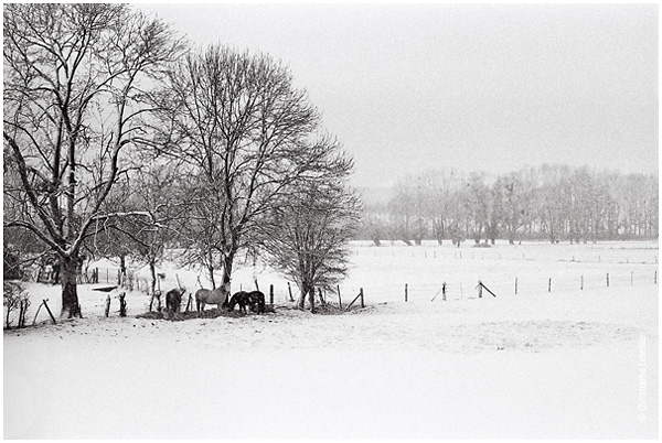 Photo noir et blanc de la galerie " Haute-Normandie". Paysage de la normandie  sous la neige et la vie des chevaux en hiver. © Janvier 2004 Christophe Letellier, tous droits réservés.Pour revenir à la galerie, cliquez sur la photo.