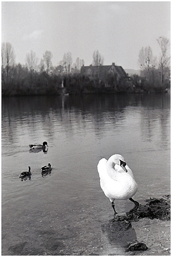 Photo noir et blanc de la galerie "Haute Normandie". Photo de la Seine, grand cygne blanc et canards en balade. © Mars 2005 Christophe Letellier, tous droits réservés Pour revenir à la galerie, cliquez sur la photo.