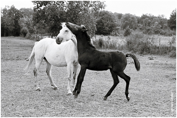 Photo noir et blanc de la galerie " Haute Normandie".Jeux de tendresse entre un jeune poulain et sa mère. © Mai 2005 Christophe Letellier, tous droits réservés.Pour revenir à la galerie, cliquez sur la photo.