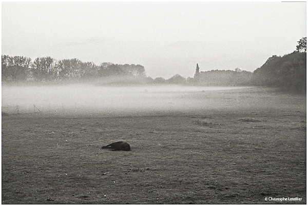 Photo noir et blanc « Le cheval endormi ». Un petit matin, dans un pré de Normandie, une nappe de brume, étrangement épaisse et lourde, semble avoir terrassé ce jeune cheval noir. Bien heureusement, le brouillard n’est pas toxique, le cheval n’est pas mort, tout simplement endormi, plongé probablement dans une nuée de songes. Le doute, dans mon esprit, s’est quand même installé quelques minutes. © 2011 Christophe LETELLIER, tous droits réservés. Reproduction interdite sans autorisation préalable de l’auteur. Pour revenir à la galerie, cliquez sur la photo.