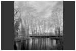photographies de paysages en noir et blanc compos&eacute;s essentiellement d'essences d'arbres aux formes &eacute;tranges et myst&eacute;rieuses.De la naissance des contes et l&eacute;gendes.