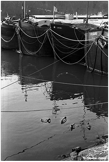 Photo noir et blanc de la galerie des photos inclassables. Petits canards cols verts auprès des péniches résidentielles du port fluvial de Conflans St Honorine,département du Val d'Oise, près de Paris. © Février 2006, Christophe Letellier tous droits réservés. Pour revenir à la galerie, cliquez sur la photo.