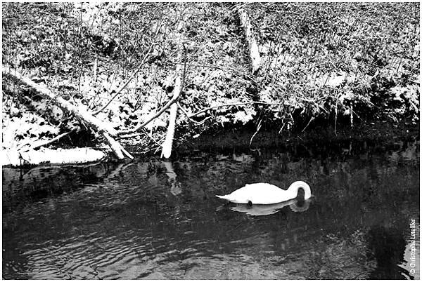 Immersion-cygne à la recherche de sa nourriture- © 2009 Christophe Letellier tous droits réservés. Pour revenir à la galerie, cliquez sur la photo.