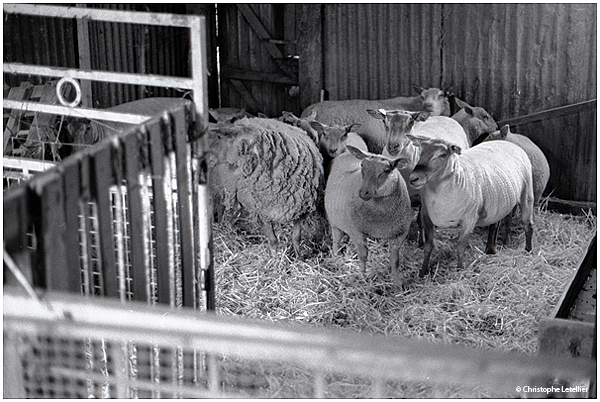 Photo noir et blanc « Brebis en stress ». Dans l’enclos de leur bergerie, un troupeau de brebis attend et observe, un peu apeuré, la tonte de la laine réalisée par un artisan-tondeur professionnel.  © 2011 Christophe LETELLIER, tous droits réservés. Reproduction interdite sans autorisation préalable de l’auteur. Pour revenir à la galerie, cliquez sur la photo.