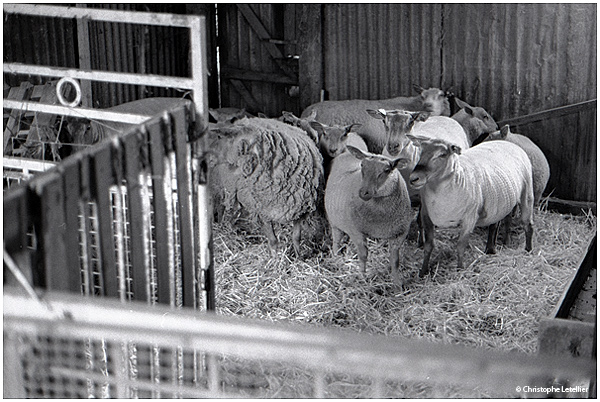 Photo noir et blanc « Brebis en stress ». Dans l’enclos de leur bergerie, un troupeau de brebis attend et observe, un peu apeuré, la tonte de la laine réalisée par un artisan-tondeur professionnel.  © 2011 Christophe LETELLIER, tous droits réservés. Reproduction interdite sans autorisation préalable de l’auteur. Pour revenir à la galerie, cliquez sur la photo.