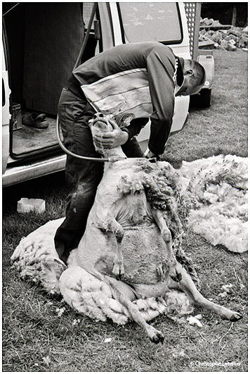 Photo noir et blanc « la laine fraiche ». Un tondeur professionnel réalise, sous l’œil un peu inquiet de son sujet, la tonte d’une brebis afin d’en récolter le précieux manteau de laine ; cette dernière qui, une fois traitée, donnera une belle laine à tisser. Précision importante : si la technique de tonte peut paraître parfois brutale, aucune des brebis n’est maltraitée, ni mutilée.  © 2011 Christophe LETELLIER, tous droits réservés. Reproduction interdite sans autorisation préalable de l’auteur. Pour revenir à la galerie, cliquez sur la photo.