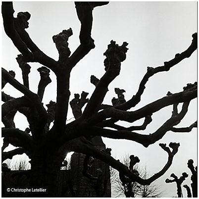 Photo noir et blanc de diablotins de bois. Contes et l�gendes des for�ts normandes.� Janvier 2001 Christophe Letellier. Pour revenir � la galerie, cliquez sur la photo.