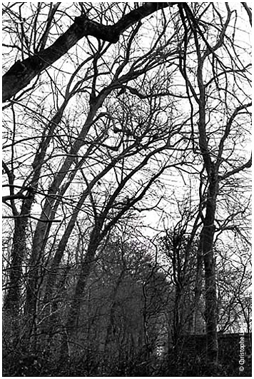 Photo noir et blanc de la galerie de paysages branchs. Tentacules de bois.  Janvier 2002 Christophe Letellier. Pour revenir  la galerie, cliquez sur la photo.