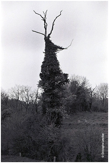 Photo noir et blanc de paysages branchs. Forme mystrieuse des arbres de la Manche.  Avril 2005 Christophe Letellier. Pour revenir  la galerie, cliquez sur la photo.