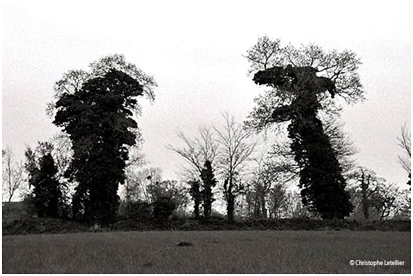 Photo noir et blanc de la galerie de paysages branch�s. Combat de titans v�g�taux.� Avril 2005 Christophe Letellier. Pour revenir � la galerie, cliquez sur la photo.