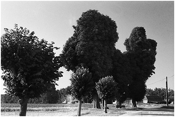 Photo noir et blanc de la galerie de paysages  branch�s.Un chien g�ant imaginaire sorti des contes mysterieux de normandie.� septembre 2005 Christophe Letellier. Pour revenir � la galerie, cliquez sur la photo.