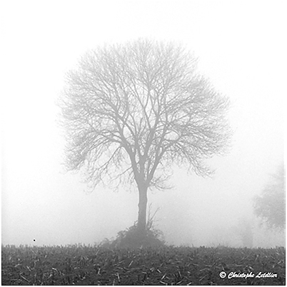 Petit matin dans la brume. Pour revenir � la galerie, cliquez sur la photo