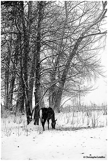 Photo noir et blanc: le cheval noir sous la neige. Un cheval essaie de trouver sa nourriture sous la neige, pendant un hiver rigoureux en Normandie. © 2010 Christophe Letellier. Pour revenir à la galerie, cliquez sur la photo.