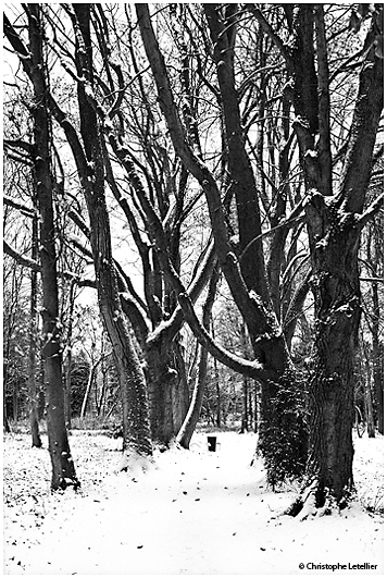Photo noir et blanc: le parc environnemental de la ville de Gisors dans l'Eure. Le nouveau parc, aux nombreuses essences v&eacute;g&eacute;tales et arbor&eacute;es, revet son manteau blanc d'hiver. &copy; 2010 Christophe Letellier. Pour revenir &agrave; la galerie, cliquez sur la photo.