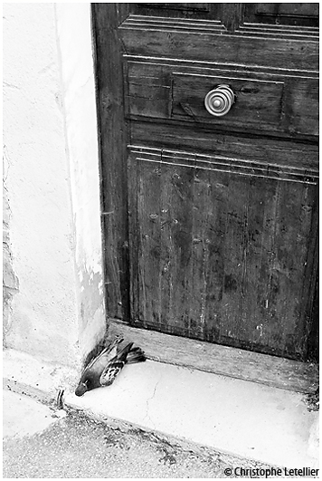 photo monochrome d'une rose bleue � forme humaine