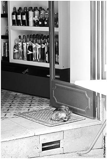 Photo de yorkshire subissant la canicule dans le sud est de la France &copy; juillet 2010 Christophe Letellier tous droits r&eacute;serv&eacute;s. 