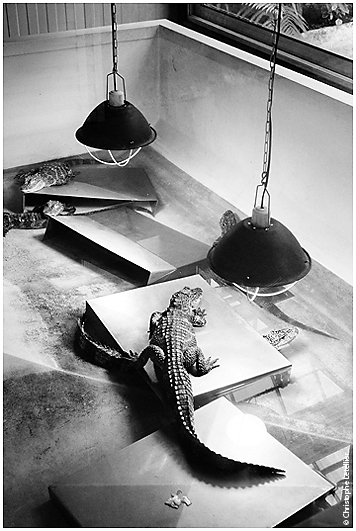 photo de jeunes crocodiles et aligators dans la nurserie de la ferme aux crocodiles de Pierrelate. Une fois adultes, ils rejoindront les centaines d'esp&egrave;ces de crocodiles,aligators, tortues que compte la ferme &copy; juillet 2010 Christophe Letellier tous droits r&eacute;serv&eacute;s. 