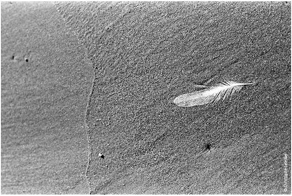 Photo noir et blanc de la galerie "ras du sol;petite plume abandonne par les flots. Pour revenir à la galerie, cliquez sur la photo.