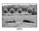 Sieste chevaline