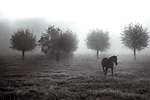 Chevaux dans la brume