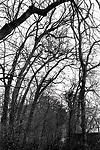 arbres courb&eacute;s par le vent