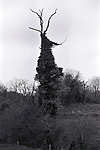 B&ecirc;te &agrave; cornes