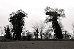 Jurassique parc