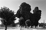 G&eacute;ant canin