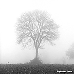 Arborescence