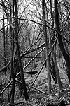 Essai photographique sur arbres