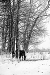 cheval sous la neige