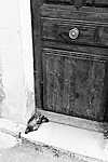 Le pigeon