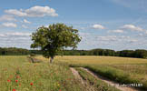 paysage buccolique normand