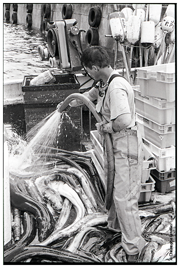 photo noir et blanc de p&ecirc;cheur de congres dans le port du rosmeur de Douarnenez.  &copy; 2011 Christophe LETELLIER, tous droits r&eacute;serv&eacute;s. Reproduction interdite sans autorisation pr&eacute;alable de l&rsquo;auteur. Pour revenir &agrave; la galerie, cliquez sur la photo.