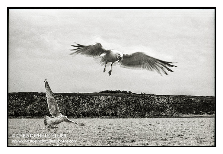 "FESTIN DE GOELANDS AU LARGE DE CAMARET" Photo en noir et blanc de goelands venant manger dans le creux de la main des hommes d'un bateau au large de Camaret © 2013 Christophe Letellier tous droits réservés. Pour revenir à la galerie, faites un clic-gauche sur la photo.