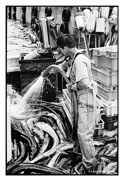 Photo noir et blanc "La pêche au congre de l'Atlantique". Dans le Port Rosmeur de Douarnenez, un pêcheur nettoie à la lance haute-pression, des congres de l'Atlantique fraichement ramenés dans les filets de pêche avant de les mettre dans les casiers à destination de la Criée. Une photo demontrant que le monde de la pêche est aussi féminine.-© Juillet 2011 Christophe Letellier tous droits réservés.