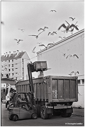 photo noir et blanc de mouettes attir�es par les d�chets de poissons dans le port du rosmeur de Douarnenez.  &copy; 2011 Christophe LETELLIER, tous droits r&eacute;serv&eacute;s. Reproduction interdite sans autorisation pr&eacute;alable de l&rsquo;auteur. Pour revenir &agrave; la galerie, cliquez sur la photo.